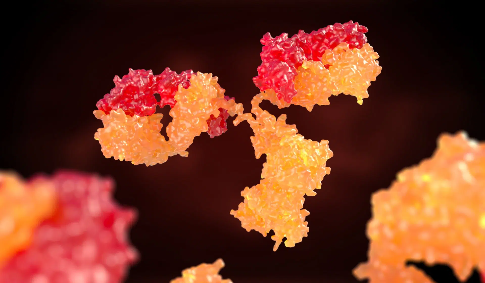 Human antibody (immunoglobulin)